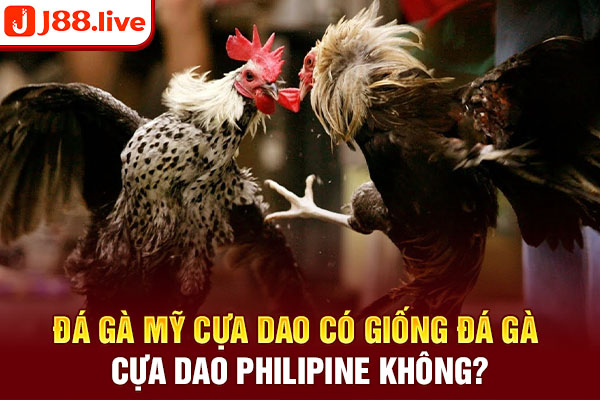 Đá gà Mỹ cựa dao có giống đá gà cựa dao Philipine không? Đá gà Mỹ cựa dao có giống đá gà cựa dao Philipine không?